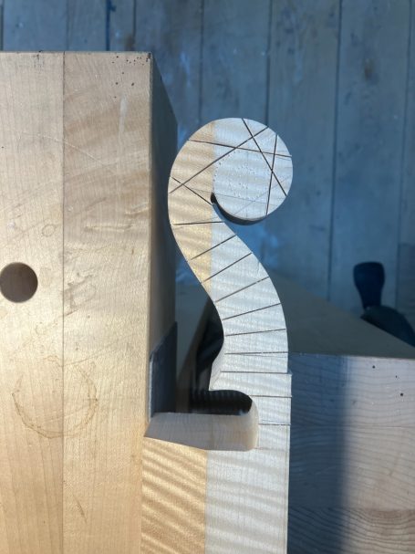 het eerste ontstaan van de krul in esdoorn